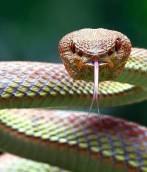 Fun fact, les clitoris des femelles serpents (aussi) étaient jusqu’à présent négligés par la science