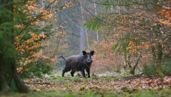 sanglier