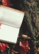 livre ouvert et poser délicatemnt au sol dans une forêt // Source : rikka ameboshi-pexels