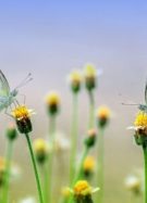 Papillons // Source : Pixabay
