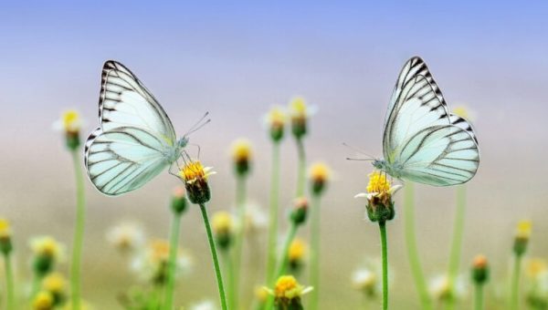 Papillons // Source : Pixabay