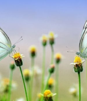 Papillons // Source : Pixabay