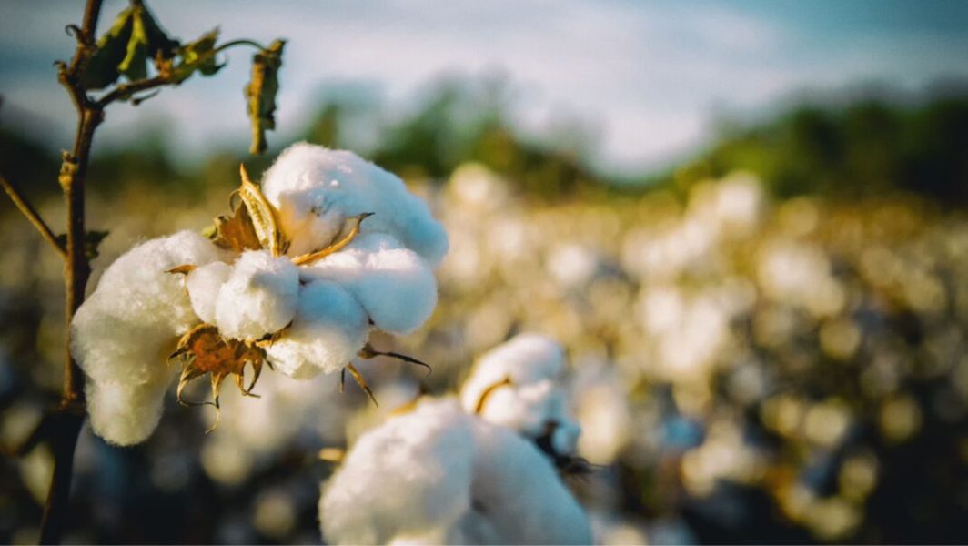 Une fleur de coton devant un champ // Source : bobbycrim de pixabay
