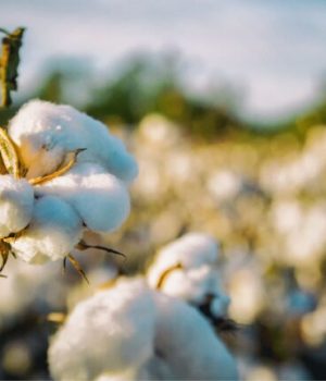 Une fleur de coton devant un champ // Source : bobbycrim de pixabay