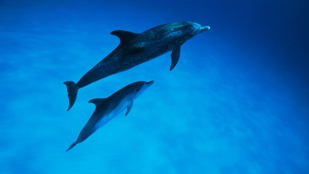 Les dauphins aussi parlent avec une voix un peu couillonne ?� leur b?�b?� - Madmoizelle