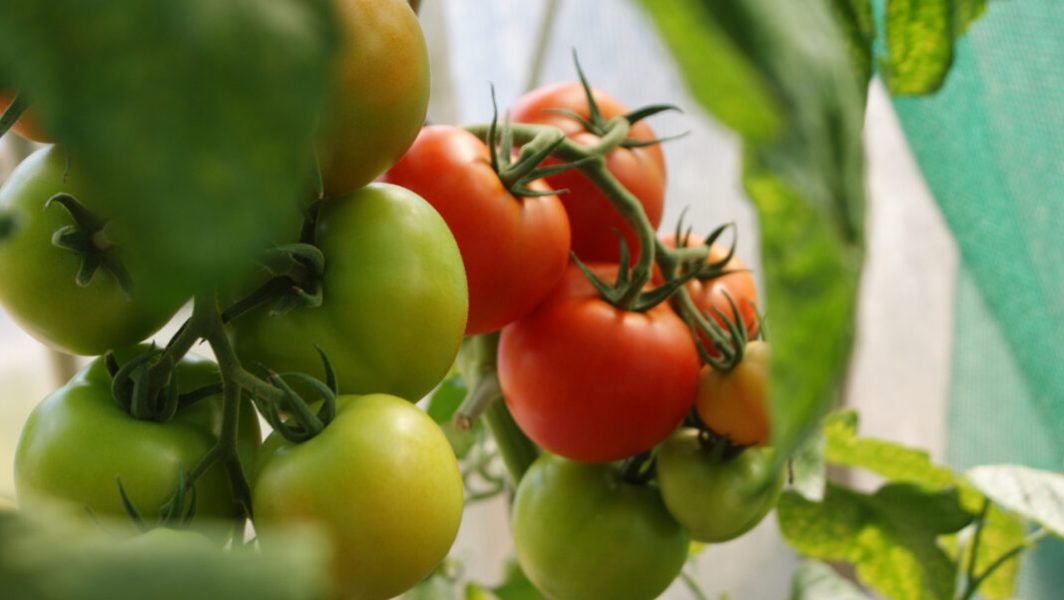Les fruits et légumes de saison à consommer en juin // Source : Unsplash