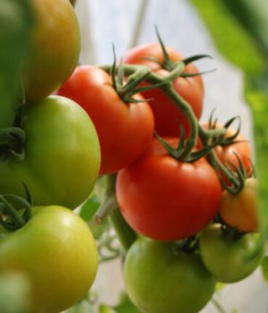 Les fruits et légumes de saison à consommer en juin // Source : Unsplash