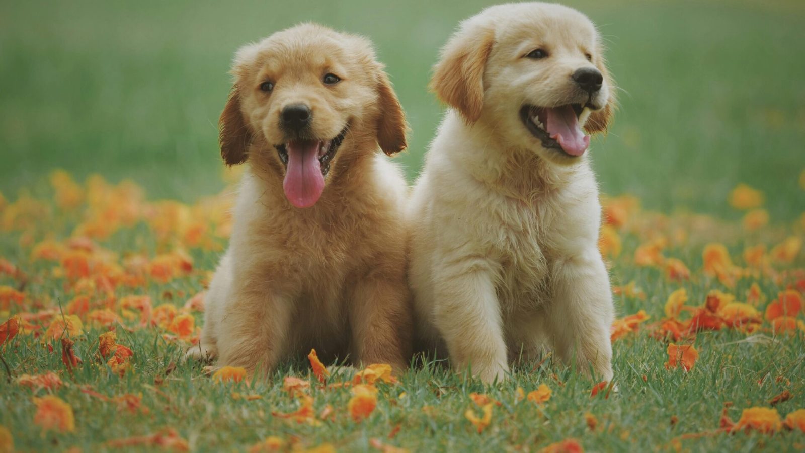 Mon mec est-il un Golden Retriver boyfriend ? Faites le test