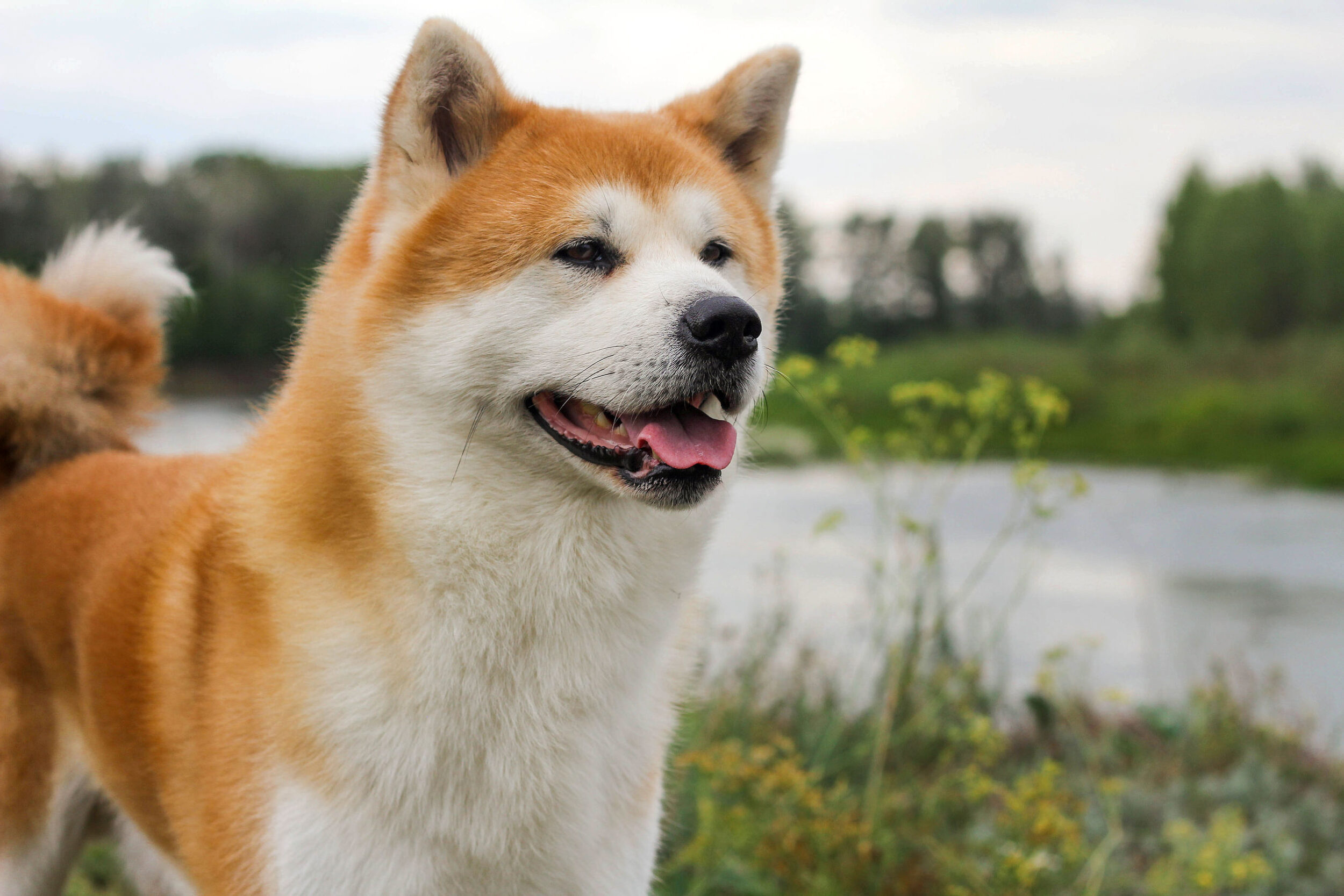 Male purebred Japanese dog Akita inu, walk in the nature