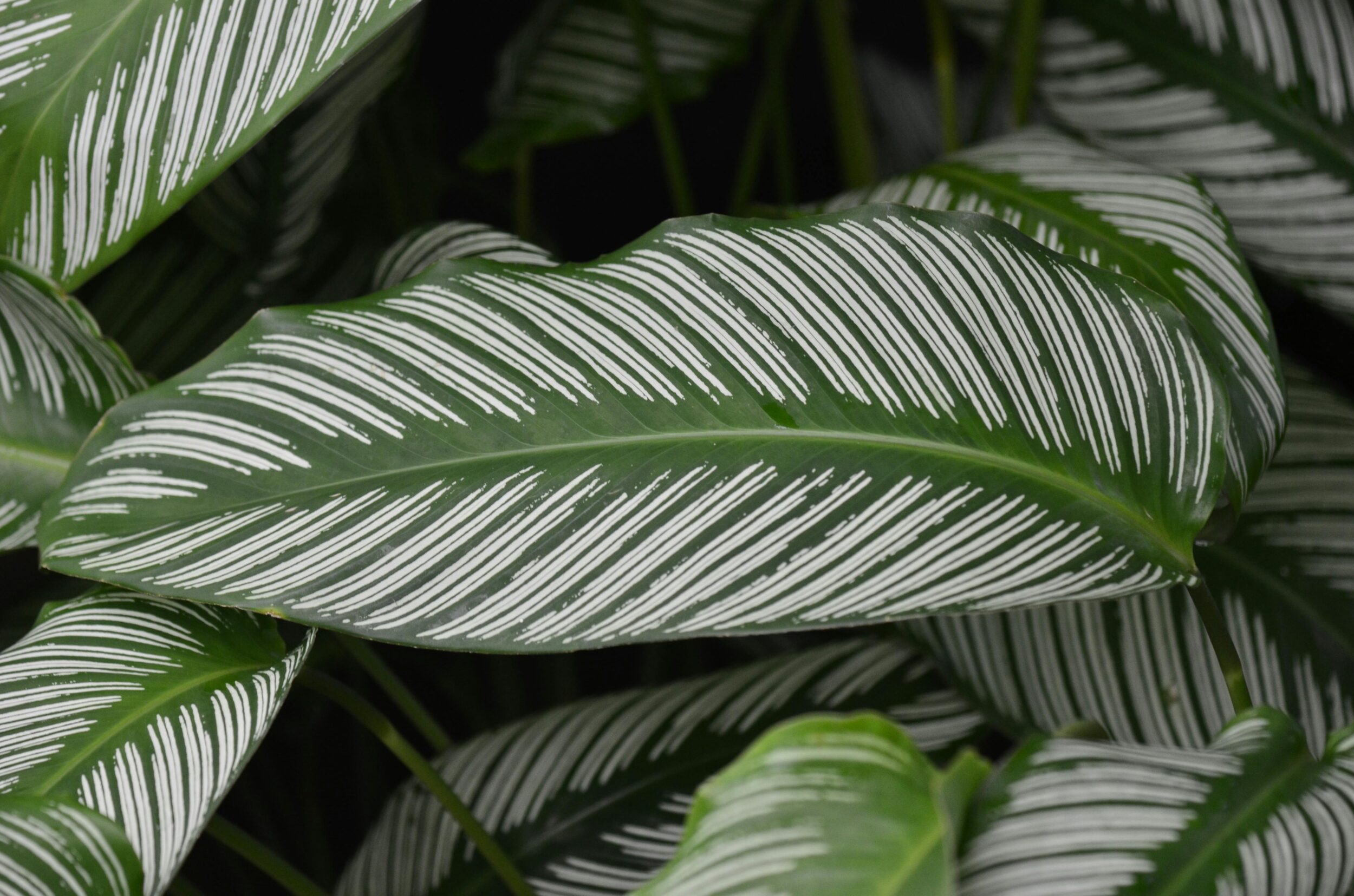 calathea – Pexels