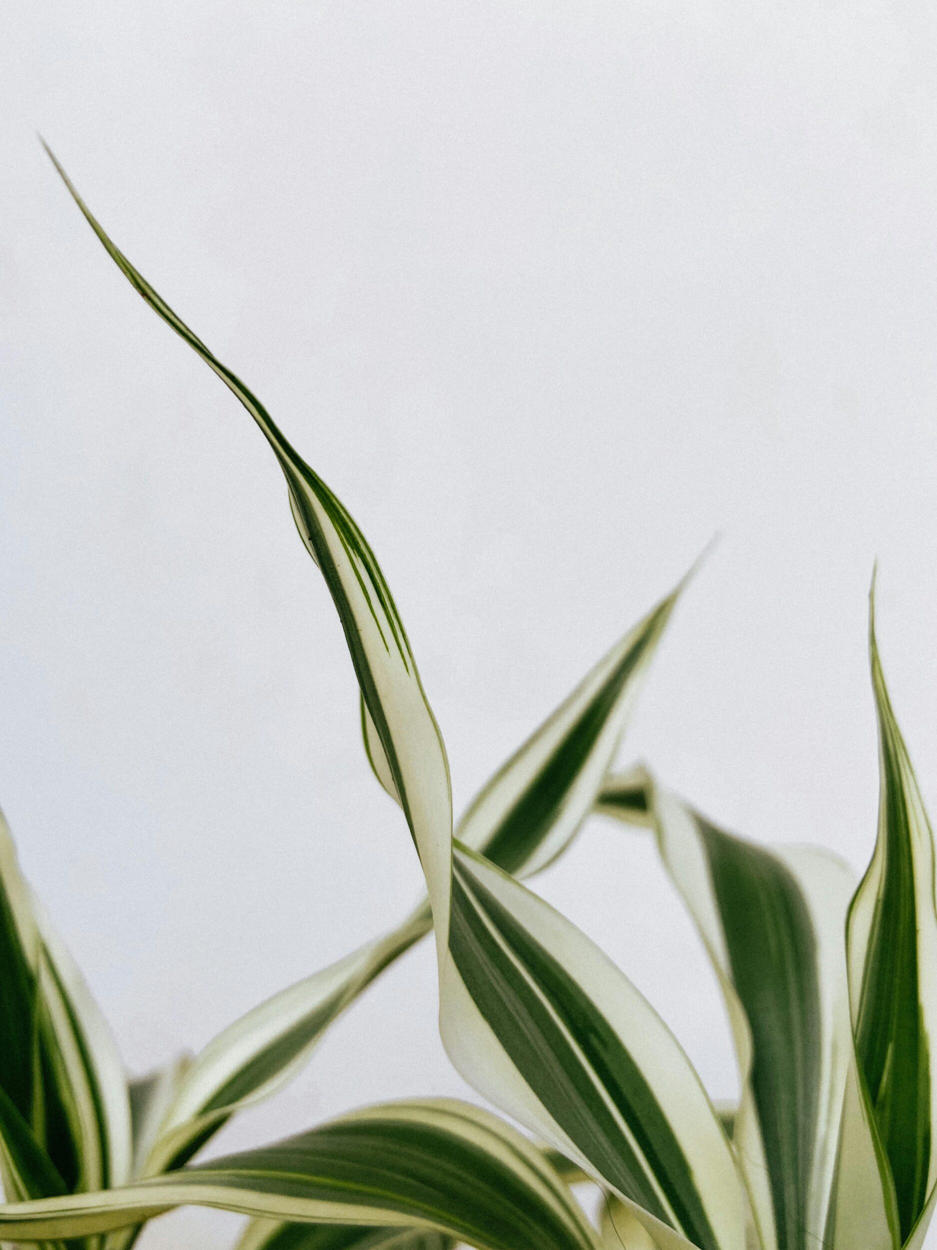 La dracaena – Pexels