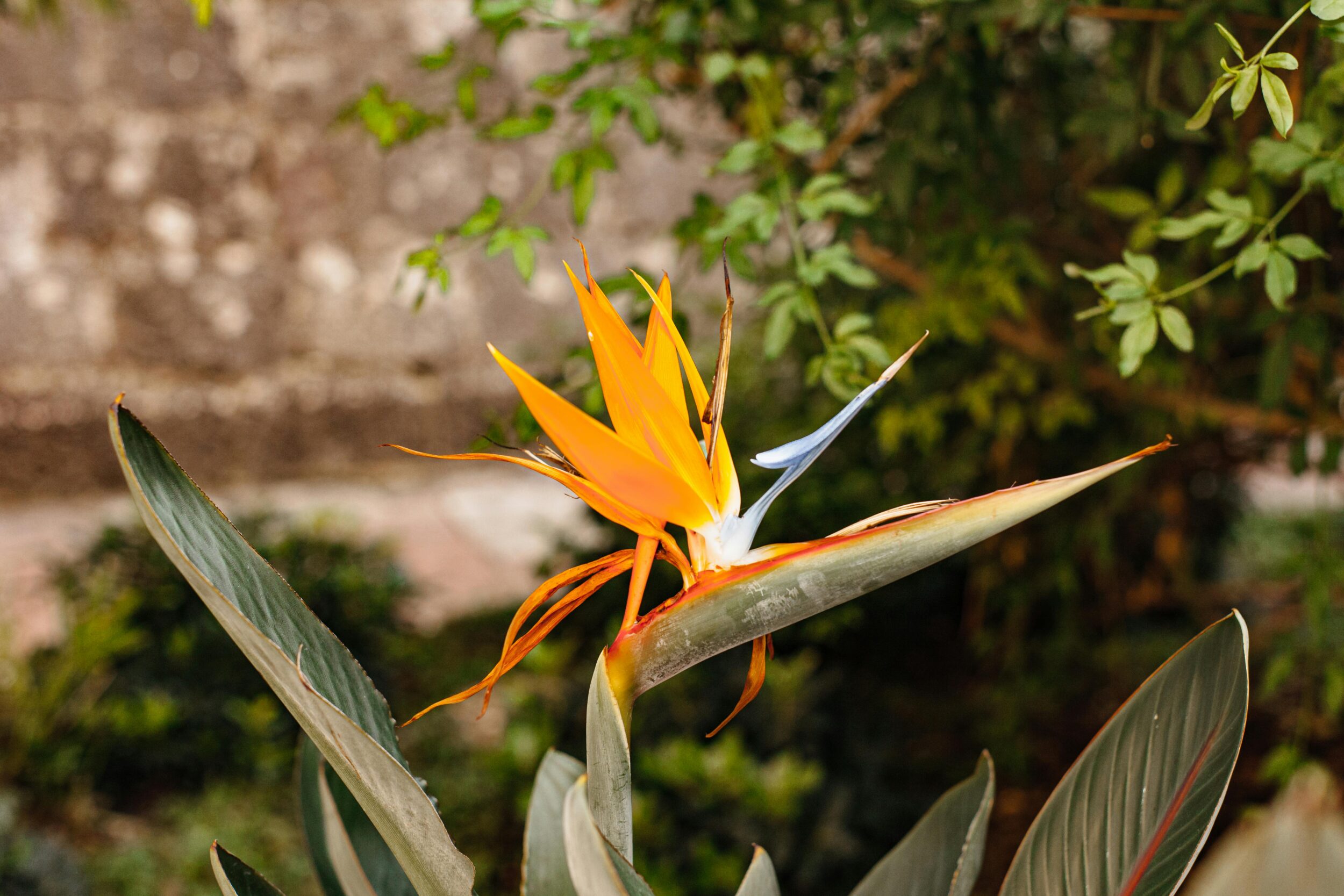 La strelitzia – Pexels