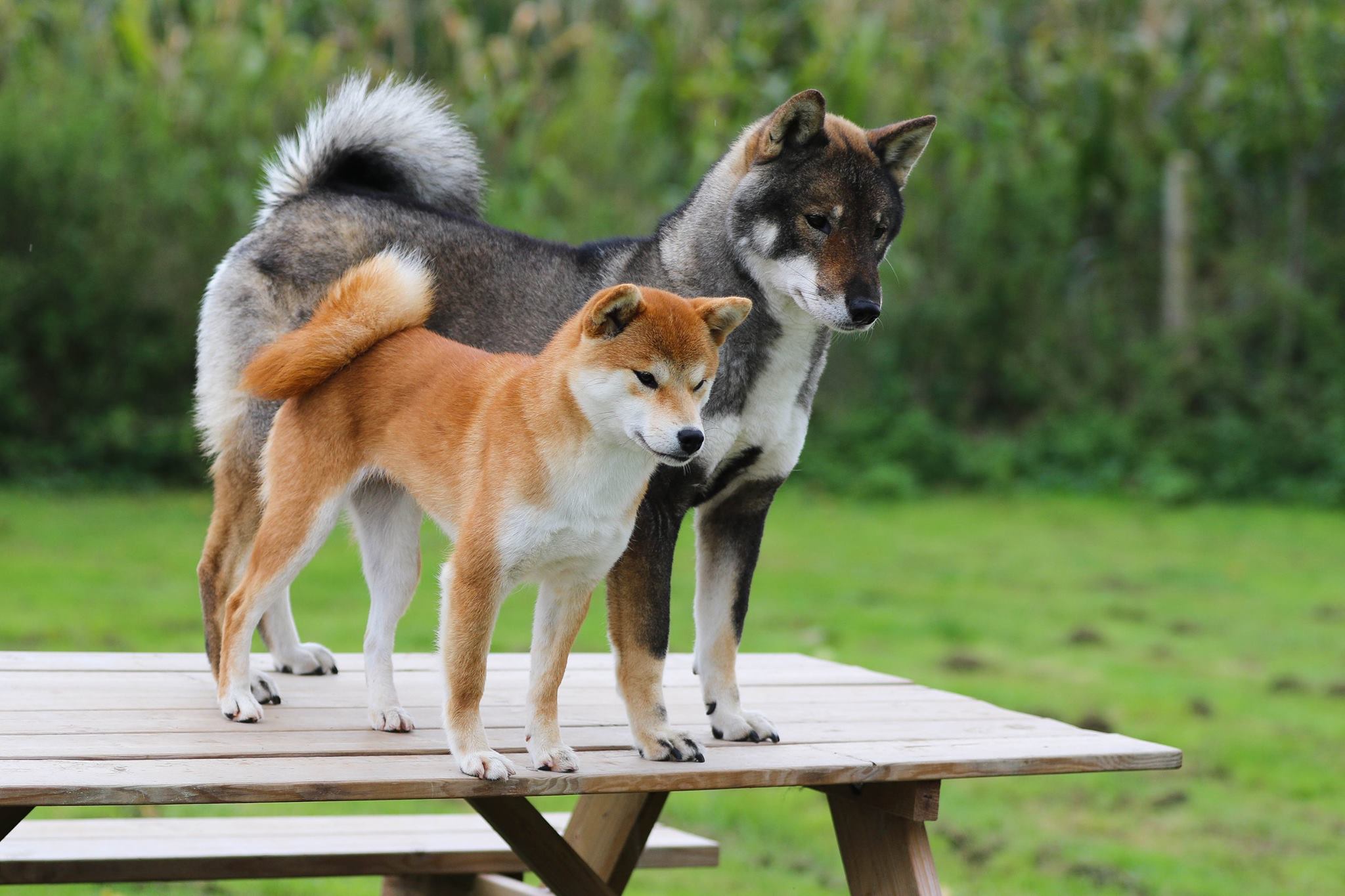 shikoku-shiba