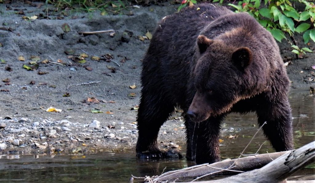 Ours brun aperçu lors d'un voyage au Canada