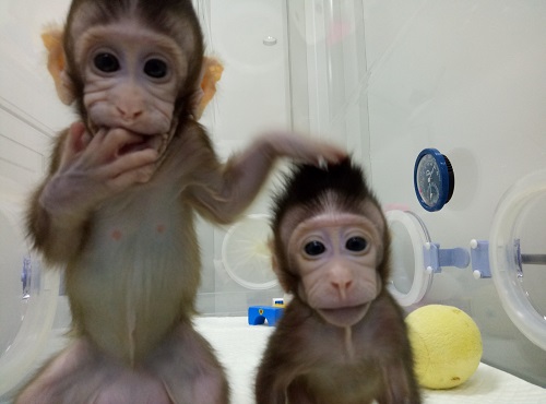 Les deux bébés macaques Zhong Zhong et Hua Hua.