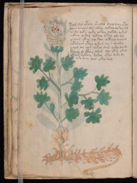 voynich-manuscrit