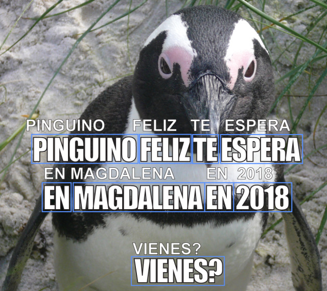 CodeBlog_penguin_spanish