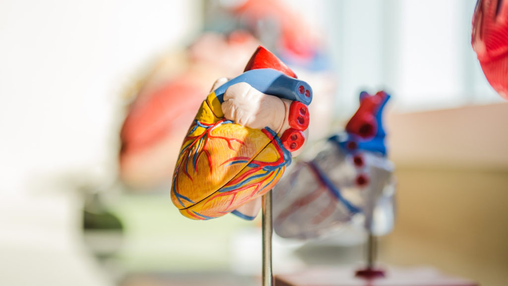 anatomie coeur humain santé sciences