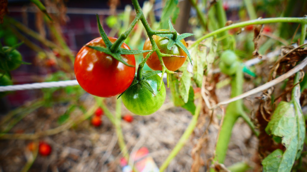 agriculture biologie tomate