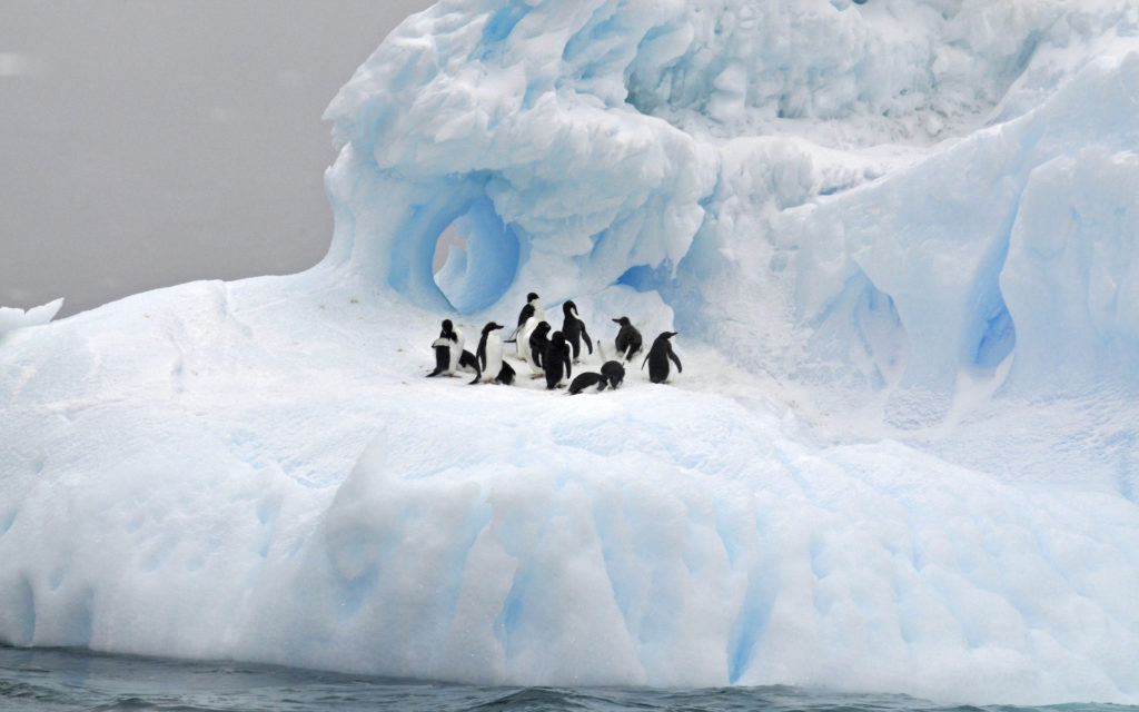 antarctique glace manchots