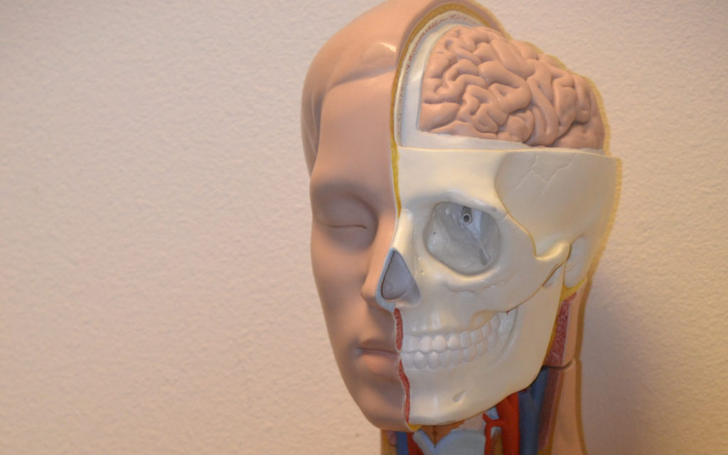 cerveau anatomie humain