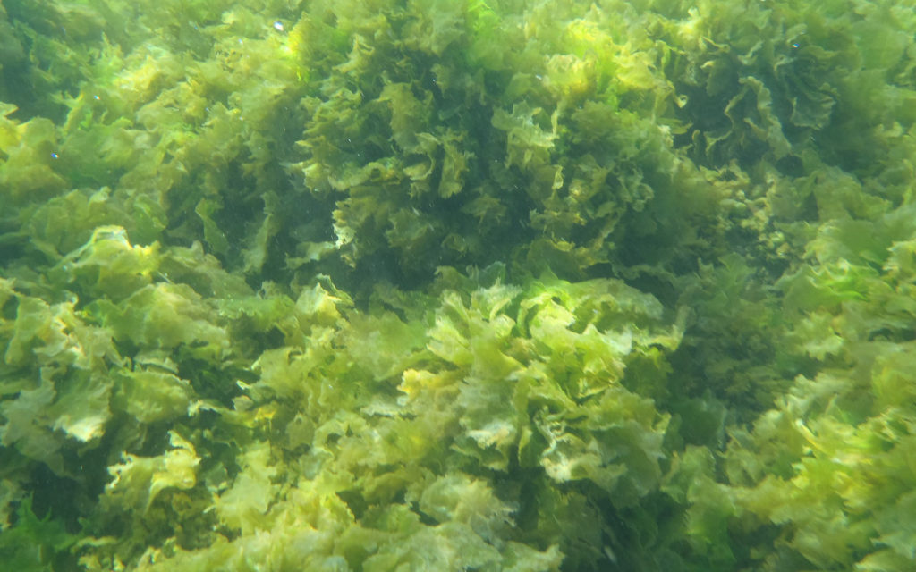 phytoplancton ocean vert bleu