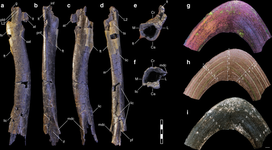 tyrannosaure petit fossiles