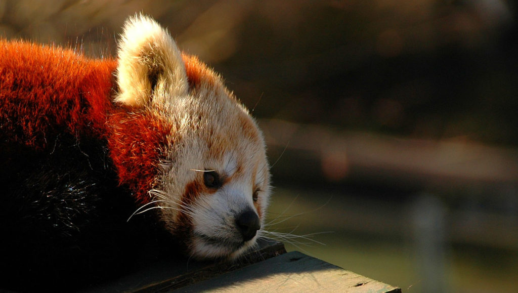 Firefox