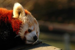 Blocage du son des vidéos, alertes remaniées... : quelles sont les nouveautés de Firefox 66 ?