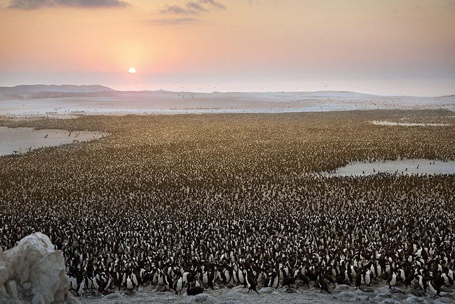 our-planet-coastal-seas-penguins-1553615621