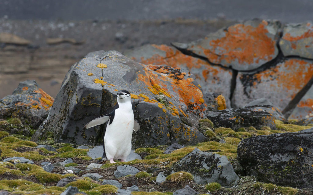pinguouin mousses lichen antarctique animal vegetation