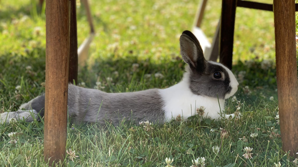 lapin qui a chaud