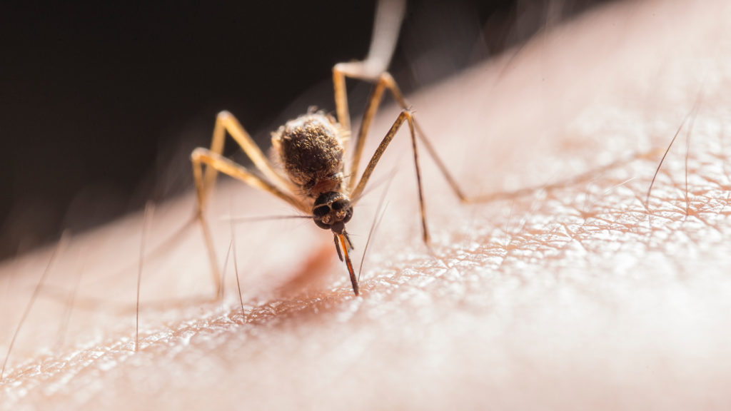 moustique santé insecte piqure peau