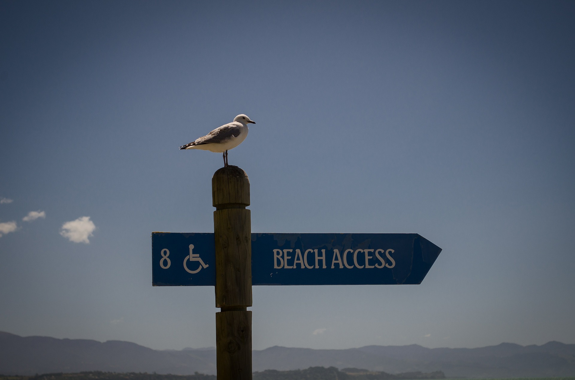 seagull-431944_1920