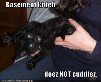 basement-cat