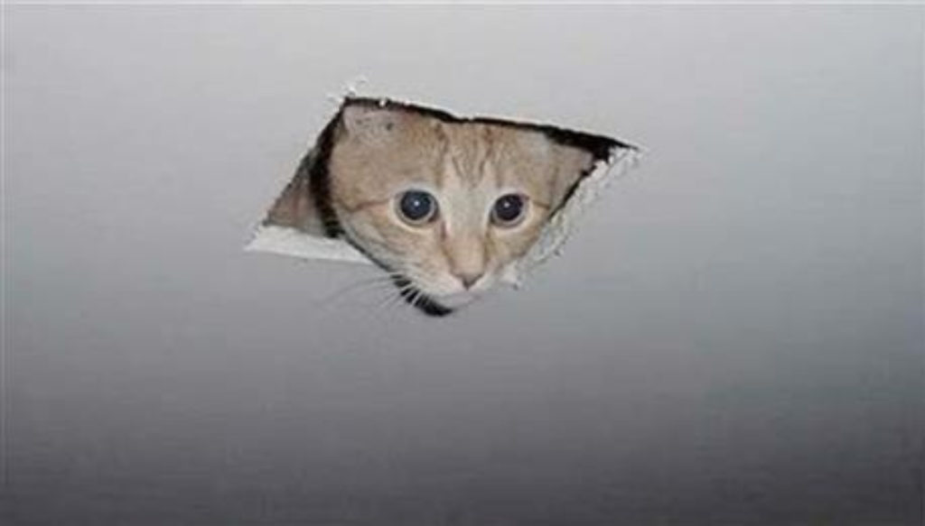 ceiling-cat-meme
