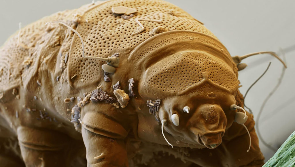 ourson d’eau tardigrade