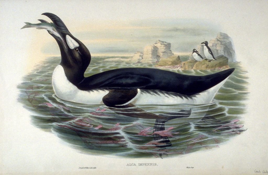 Alca_Impennis_by_John_Gould