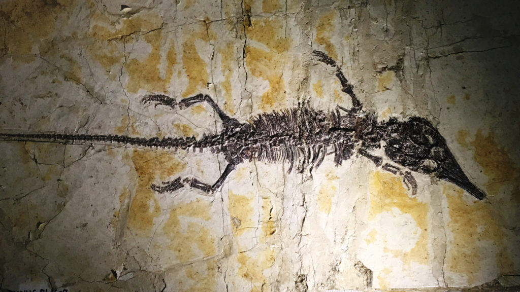 cretacé inférieur specimen dinosaure