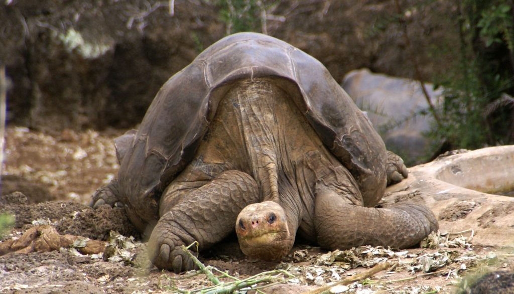 1888px-Lonesome_George_-Pinta_giant_tortoise_-Santa_Cruz