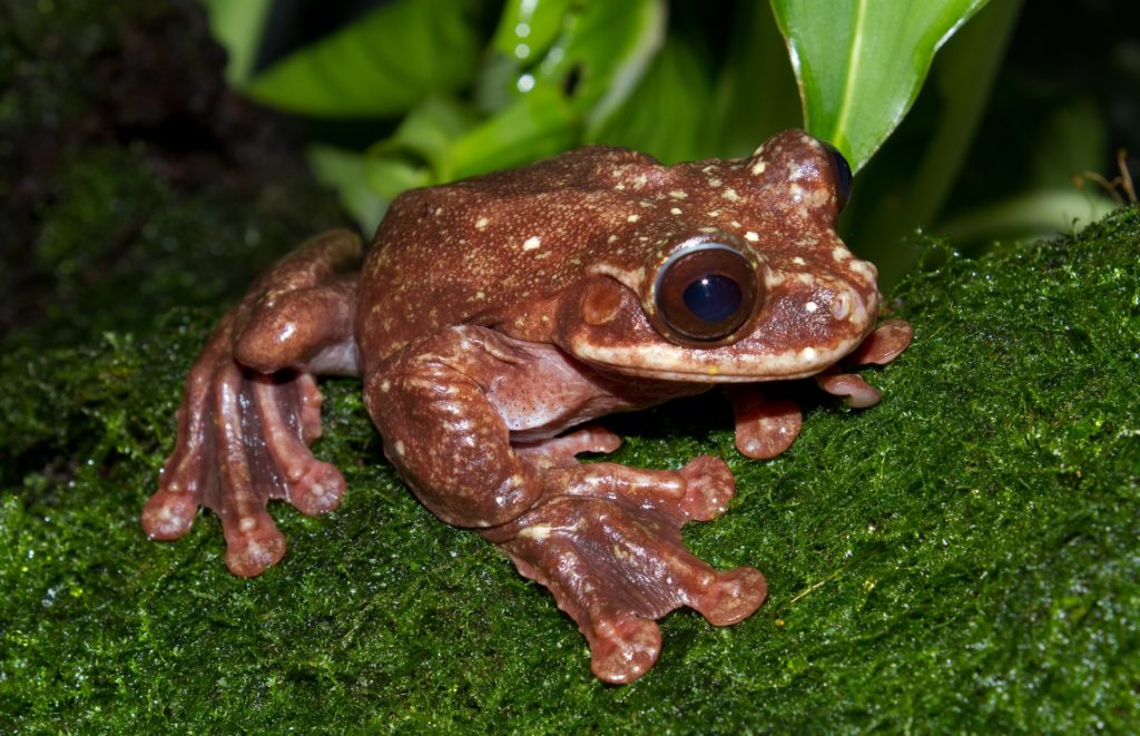 Ecnomiohyla_rabborum