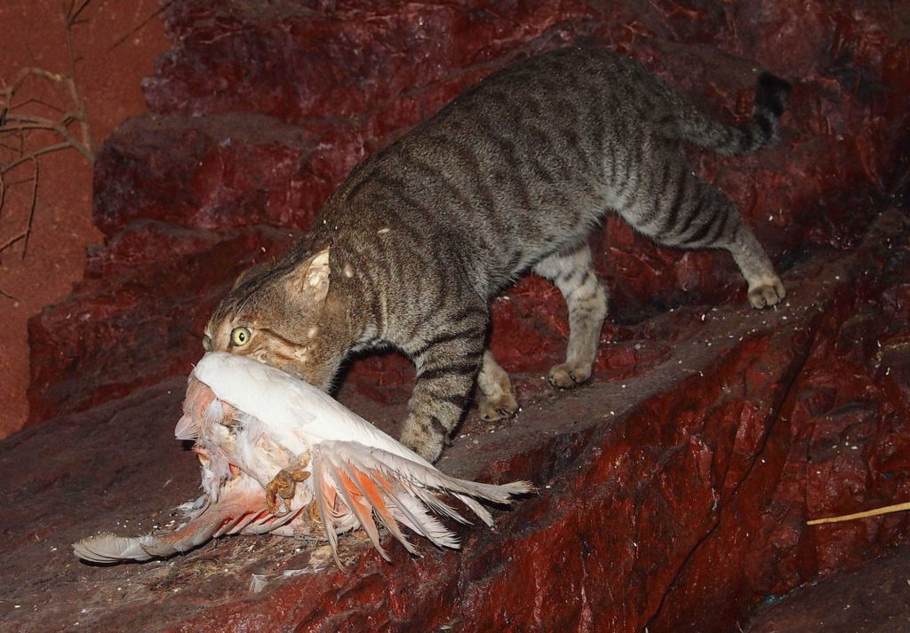 Faut-il abattre des chats pour sauver l’écosystème australien après les incendies ?
