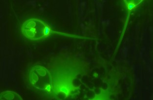 Un animal qui vit sans respirer d'oxygène a été découvert