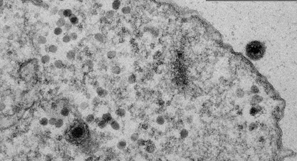 yaravirus2