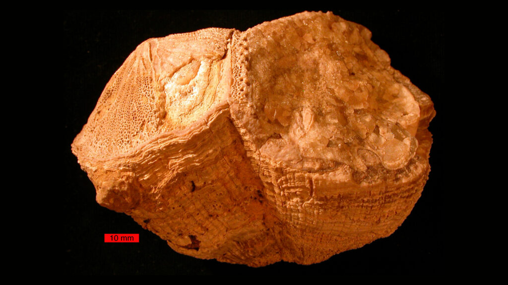 rudistes fossile cretace