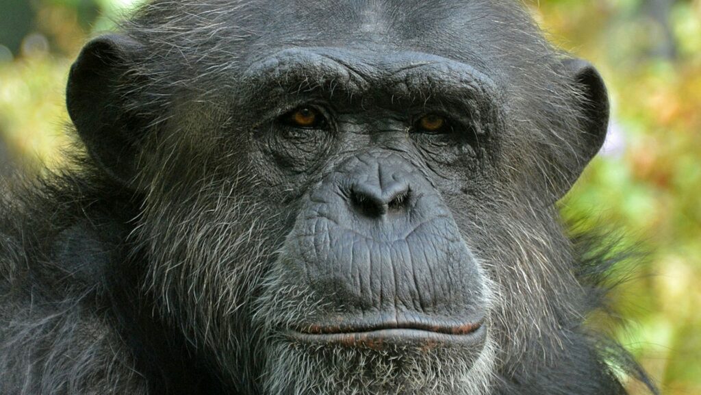 Chimpanzé_commun