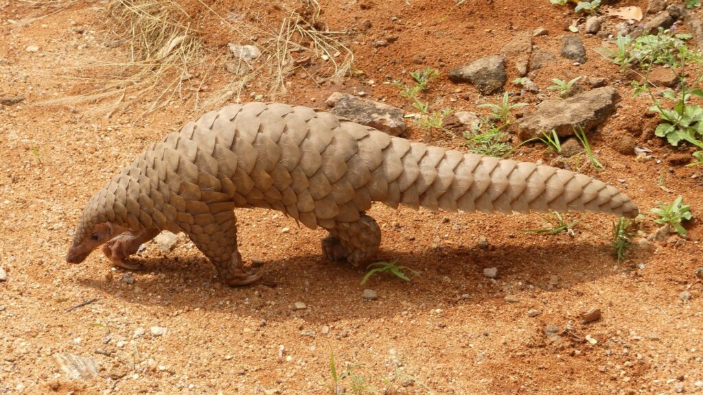 Pangolin_brought_to_the_Range_office,_KMTR_AJTJ_cropped