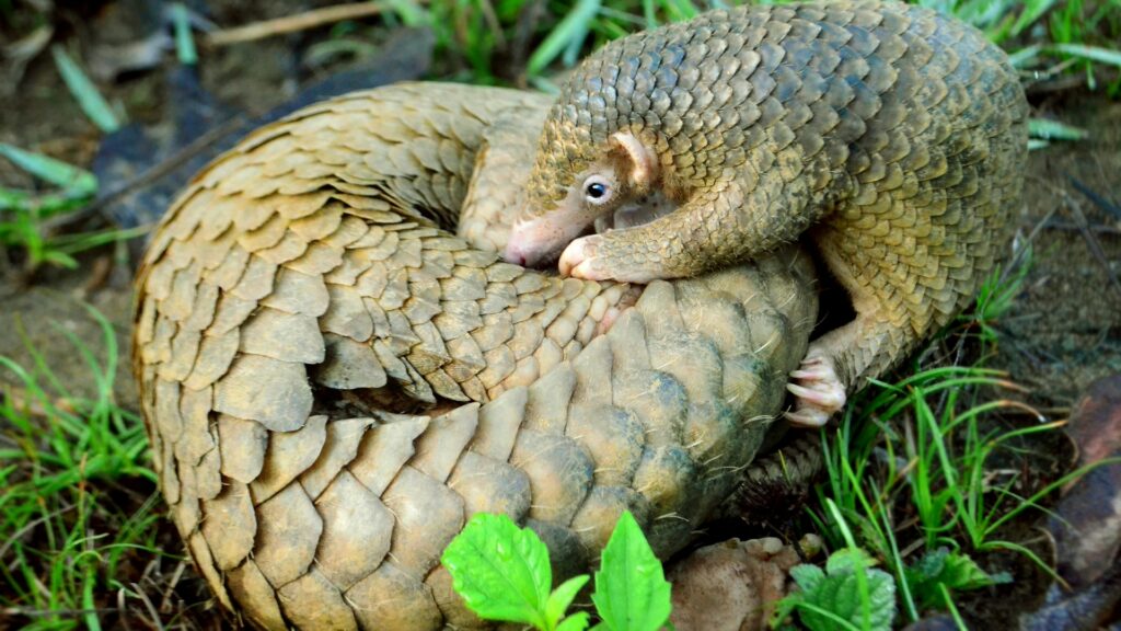 Philippine_Pangolin_Curled-up_by_Gregg_Yan