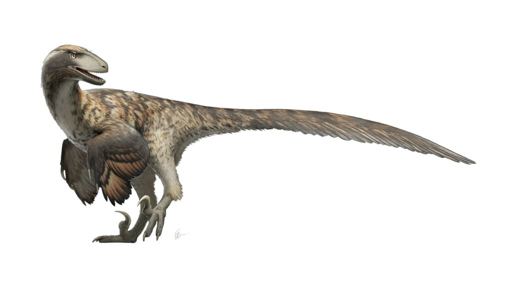 Deinonychus_Restoration