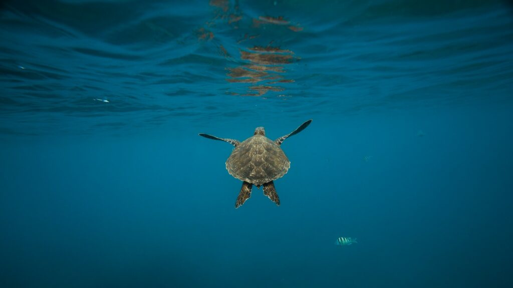 gray-turtle-2889494